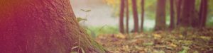 Wooded scene